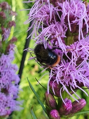 Bombus