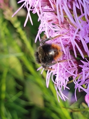 Bombus