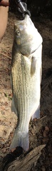 Morone chrysops × saxatilis