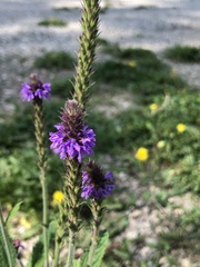 Verbena macdougalii