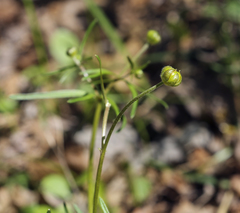 Ranunculus auricomus