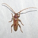 Red Oak Borer - Photo (c) Lori Owenby, some rights reserved (CC BY-NC), uploaded by Lori Owenby
