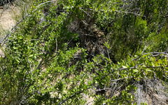 Prunus fasciculata