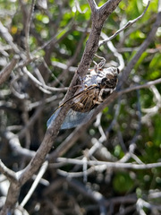 Cacama californica