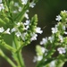 Verbena urticifolia - Photo (c) Chris, μερικά δικαιώματα διατηρούνται (CC BY-NC), uploaded by Chris