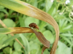 Epilachna varivestis