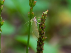 Udea lutealis