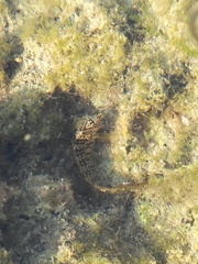 Salaria pavo