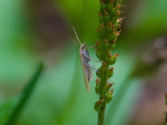 Udea lutealis