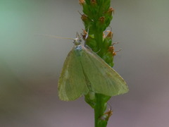 Udea lutealis