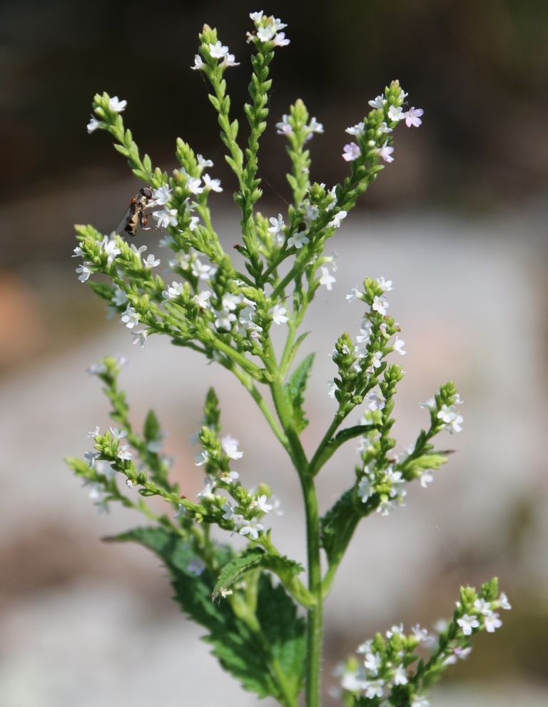 Verbena urticifolia