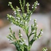 Verbena urticifolia - Photo (c) Chris, algunos derechos reservados (CC BY-NC), subido por Chris