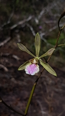 Encyclia xerophytica