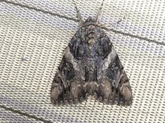 Catocala piatrix