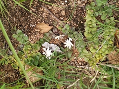 Andrographis serpyllifolia