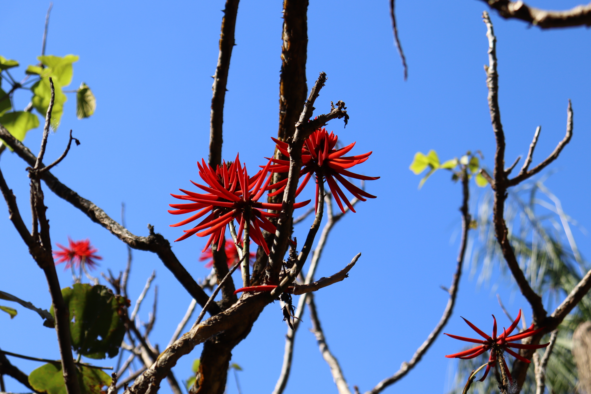 Erythrina speciosa