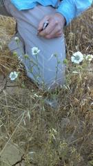 Hemizonia congesta clevelandii