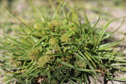 Cyperus michelianus iNat (1)