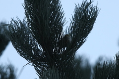 Phylloscopus proregulus