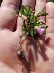 Oxalis pusilla
