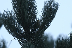 Phylloscopus proregulus