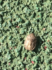 Eurygaster integriceps