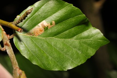 Stigmella tityrella