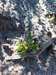 Oxalis pusilla