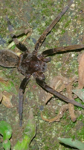 Bogota Giant Fishing Spider