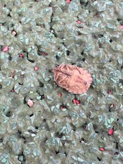 Eurygaster integriceps