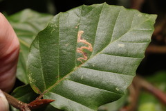 Stigmella tityrella