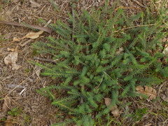 Thymelaea coridifolia