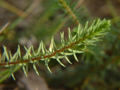 Thymelaea coridifolia