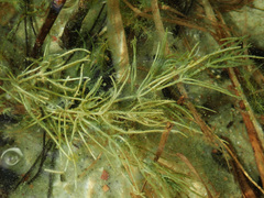 Chara subspinosa