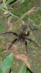 Ancylometes bogotensis