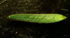 Thymelaea coridifolia