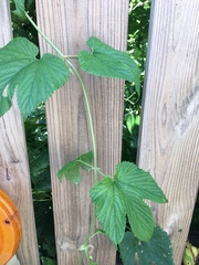 Humulus