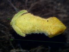 Thymelaea coridifolia