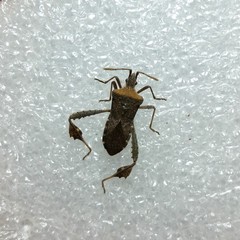 Leptoglossus chilensis