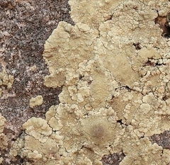 Protoparmeliopsis pinguis