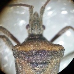 Leptoglossus chilensis