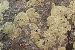 Protoparmeliopsis pinguis