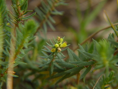 Thymelaea coridifolia