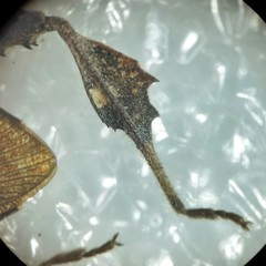 Leptoglossus chilensis