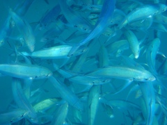 Green Jack photo 3