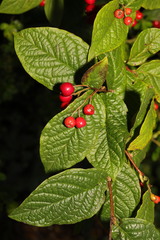 Cotoneaster rehderi