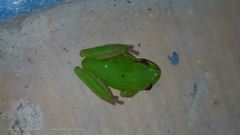 Smilisca cyanosticta