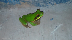 Smilisca cyanosticta