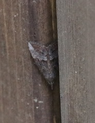 Hypena scabra