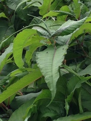 Koenigia polystachya